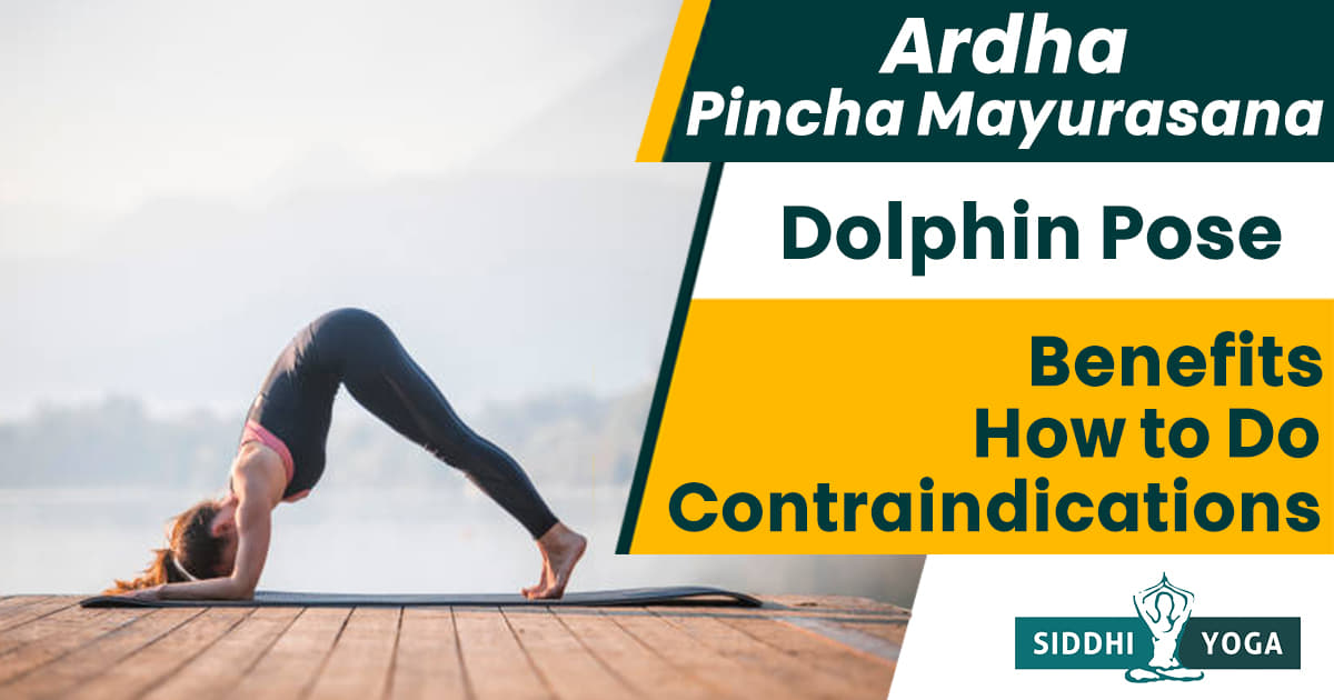 Ardha Pincha Mayurasana (Dolphin Pose) Benefits, Contraindications