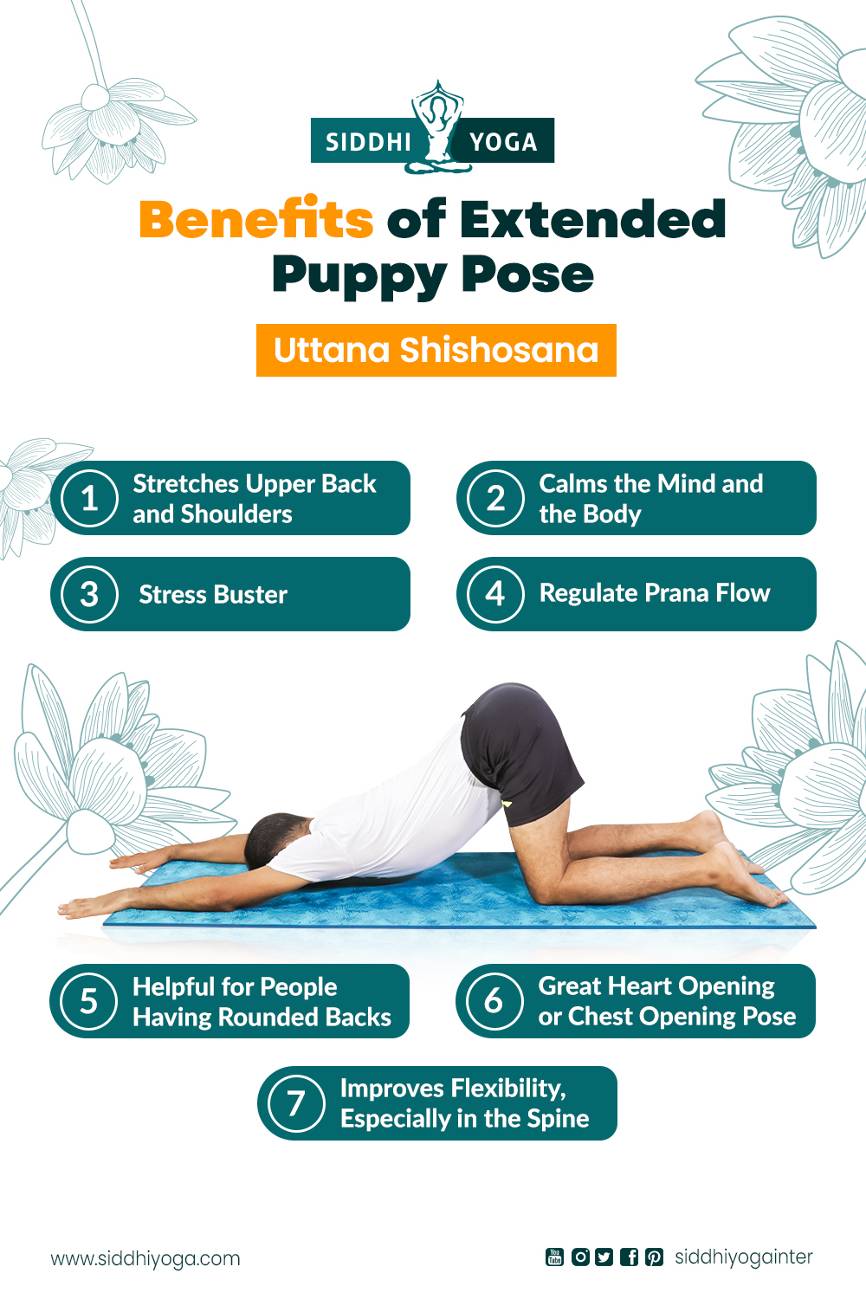 Yoga.pinnacle - Puppy pose and variations Uttana Shishosana One-legged puppy  pose Extended puppy pose . . .. . . Benefits: 🐕 Stretches the spine,  shoulders, upper back, arms and abdominal muscles. 🐕Heart