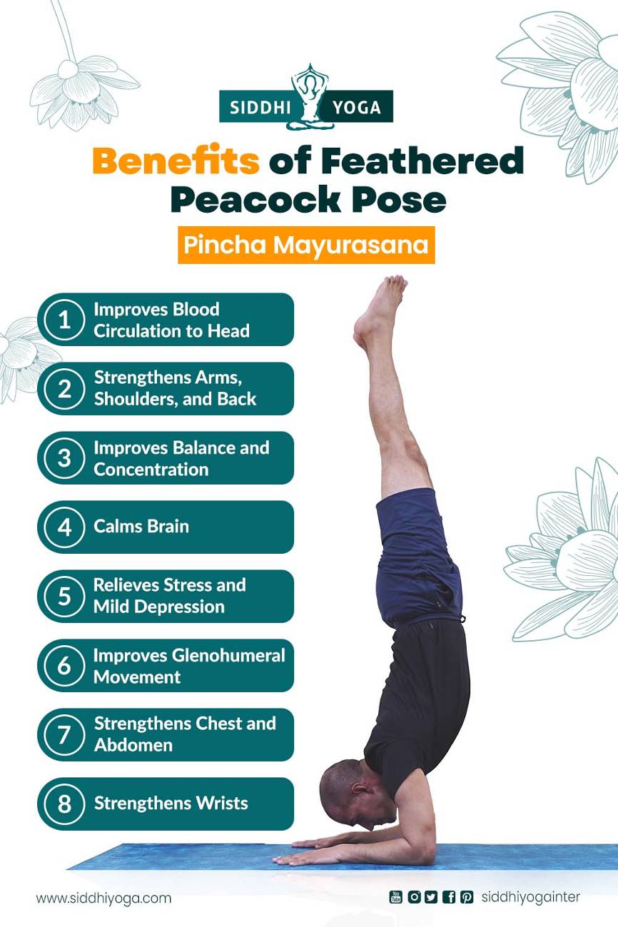 Feathered Peacock (Pincha Mayurasana) – Yoga Poses Guide by